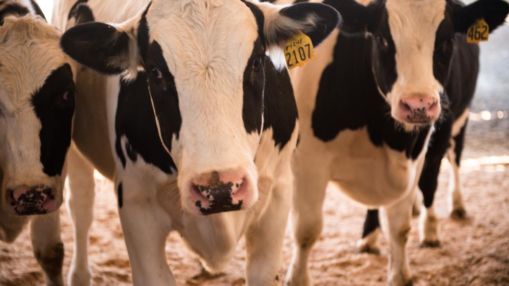 Holstein steers given hormone implants grow as well as beef steers